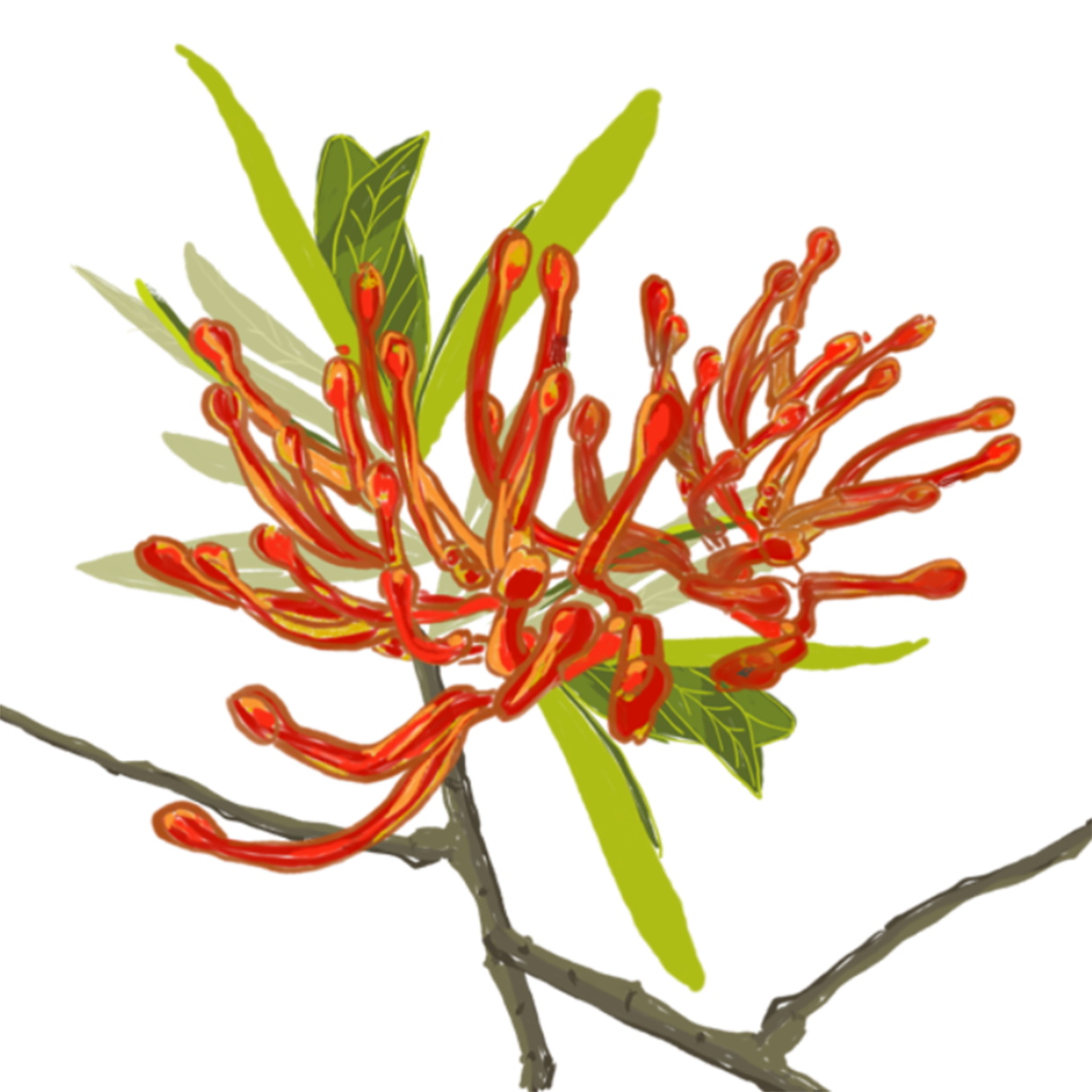 Ilustración de flor de notro o ciruelillo chileno para regalos corporativos con sentido local y sustentable